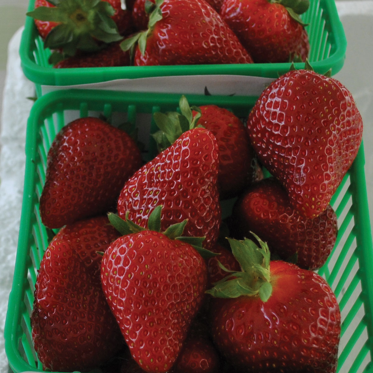 Greenhouse Strawberry Competition